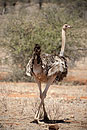Somali Ostrich Samburu
