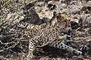 Cheetah Cub on the Move 