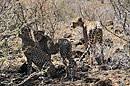 Cheetah Family Samburu