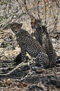 Cheetah Cubs Samburu