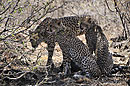 Cheetah Family Samburu