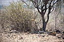 Cheetah Family Portrait