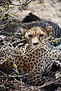 Cheetah Family Samburu