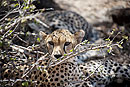 Cheetah Family Samburu