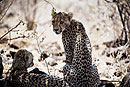 Cheetah Family Samburu