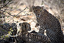 Cheetah Family Samburu