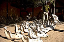 Elephants Jawbones for Research