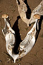 Elephant Lower for Jaw  Research
