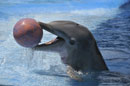 Dolphin & Red Ball