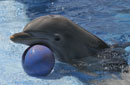 Dolphin & Blue Ball