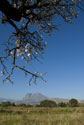 Blossom tree & Mountain