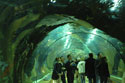 Aquarium tunnel