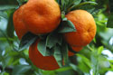 Valencia oranges