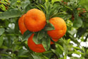 Valencia oranges