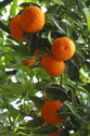 Valencian oranges