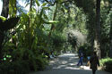 Botanic greenery