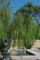 Weeping tree