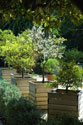 Potted Trees