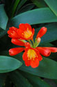Exotic flower