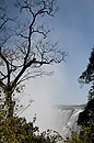 Tree &  Victoria Falls Spray
