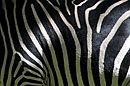 Zebras Stripes in Close Up
