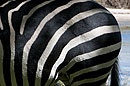 Back End  of a Zebra