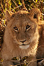 Lion Cub Portrait