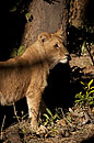 Lion by a Tree