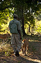 Walking with Lions