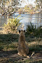 Lion at the Zambezi River