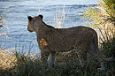 Lion at the Zambezi River