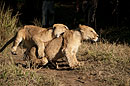 Lion Mock Charge