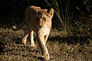 Lion Prowl