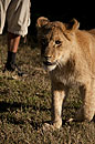 Walking with Lions