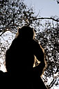 Baboon in the Evening Sun