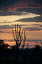 Silhouette Tree Zambia