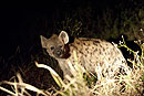 Spotted Hyena at Night