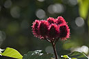 Litchi the Lipstick Plant Zanzibar