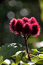 Litchi the Lipstick Plant Zanzibar