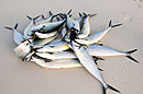 Spiral of Fish on the Beach