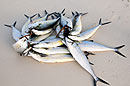 Spiral of Fish on the Beach