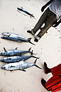 Fish on the Beach