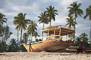 Boat Building a Dhow amongst Palms