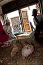 2 Goats Heads Zanzibar Market