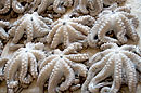 Octopus at Fish Market Zanzibar
