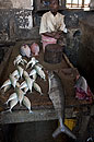 Fish For Sale Zanzibar